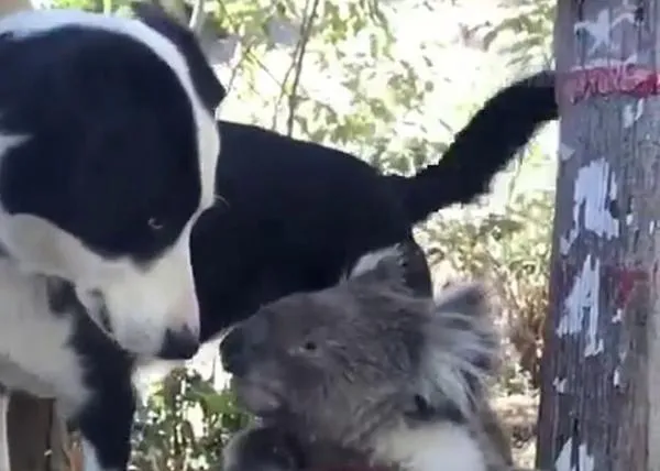 Una amistad tan insólita como bella: un perro comparte su agua y arrumacos con un koala
