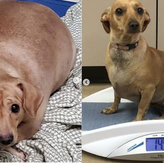 La espectacular transformación de una perrita obesa que en un …