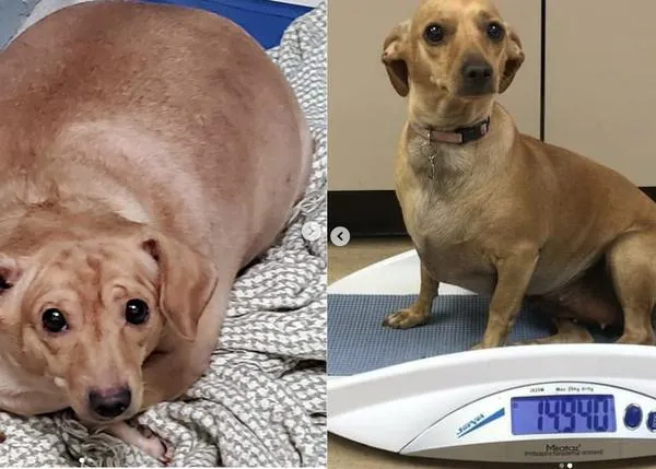 La espectacular transformación de una perrita obesa que en un año ha perdido la mitad de su peso