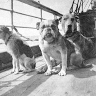 Los perros del Titanic: el tamaño sí importó