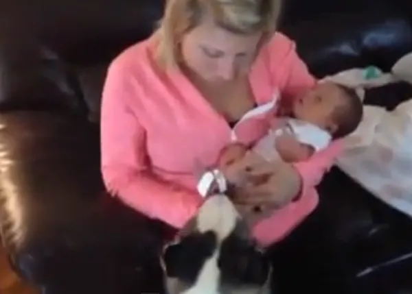 Los nervios felices de una Husky al conocer al bebé que acaba de llegar a su casa