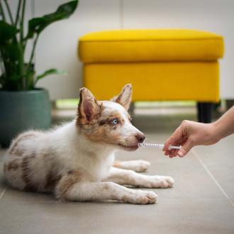 Una visita anual al veterinario (como mínimo) es clave para …