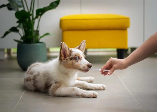 Una visita anual al veterinario (como mínimo) es clave para detectar cualquier posible dolencia