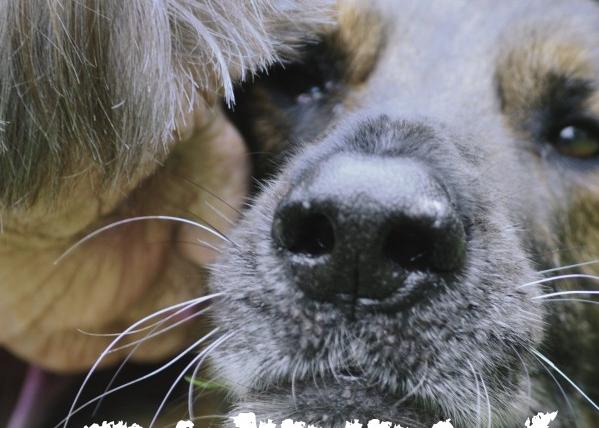 Buddy, un documental sobre los perros de asistencia y la libertad que regalan a los humanos