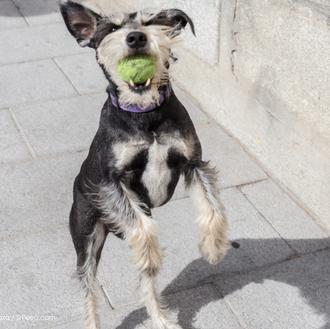 ¿Perros en el metro de Barcelona? A partir del verano …