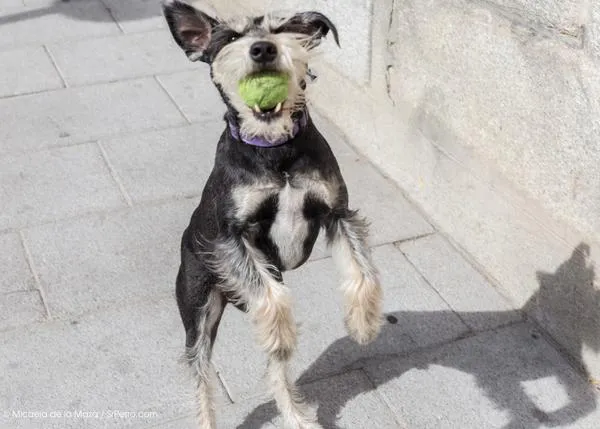 ¿Perros en el metro de Barcelona? A partir del verano de 2014, ¡sí!
