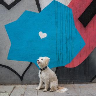 Los perros y su capacidad innata para querer a los …