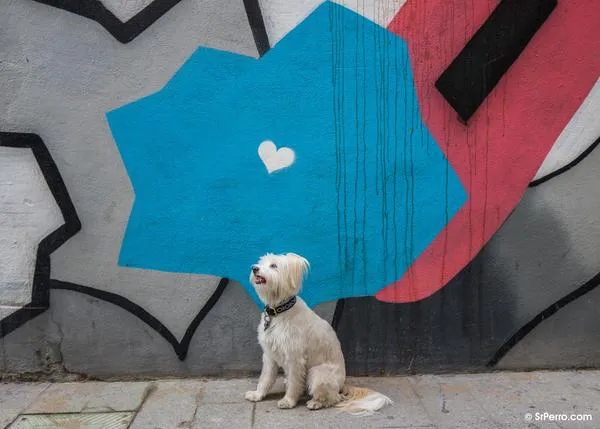Los perros y su capacidad innata para querer a los humanos y a otras especies