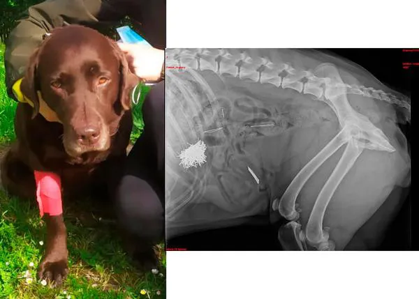 Una labradora se recupera tras comer un cebo plagado de alfileres en Ourense: denuncian que es algo constante