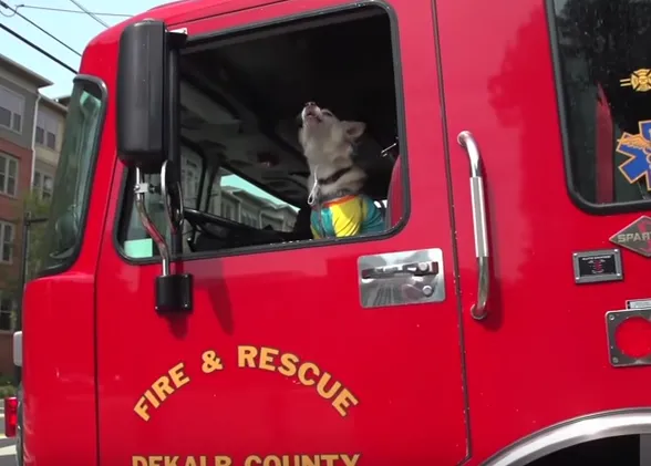 Un cumpleaños perruno entre bomberos y el misterio de los aullidos caninos