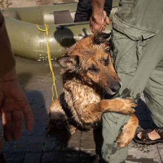 Dramáticos rescates de animales en las ciudades inundadas de Ucrania …