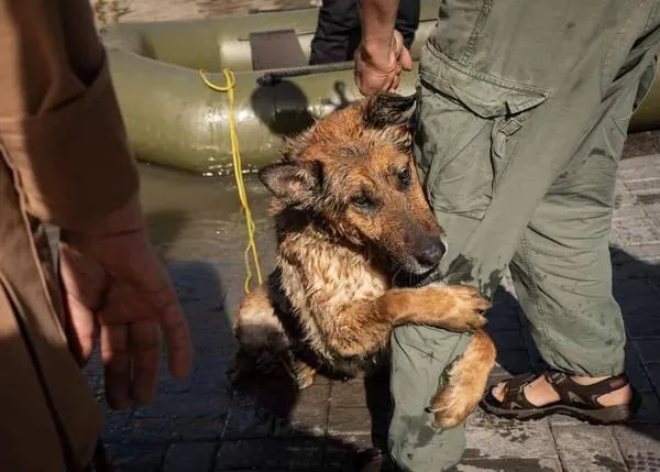Dramáticos rescates de animales en las ciudades inundadas de Ucrania tras la destrucción de la presa (y cómo ayudar)