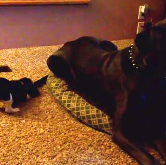 Nueva clase de paciencia perruna: una Beagle y un Gran …