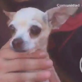 Una chihuahua y un labrador le deben la vida a …