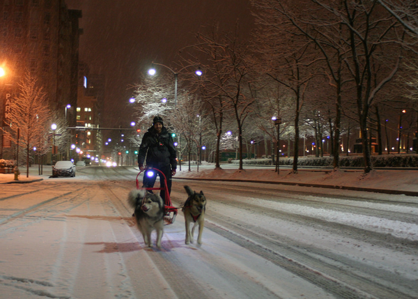 Felicidad invernal versión Husky: dos canes y sus humanos recorren Pittsburg en trineo
