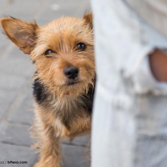 Mi perro ideal o la lotería perruna: la información es …
