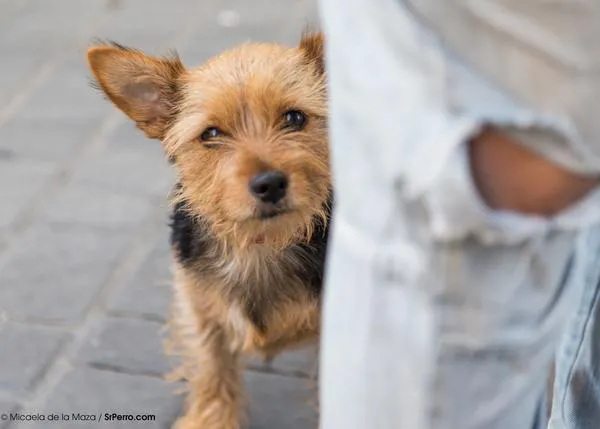 Mi perro ideal o la lotería perruna: la información es clave para fomentar la adopción responsable