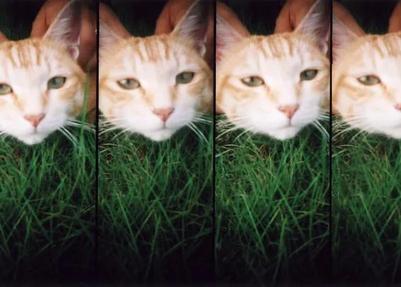 Saca tu lado artista y retrata a tu SrPerro: Taller Supersampler + Mascotas