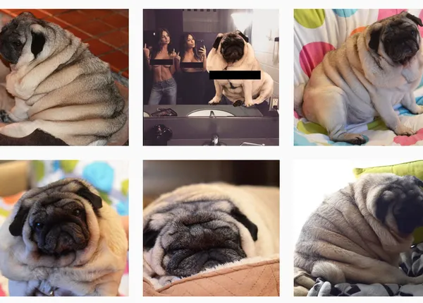 Hay cariños que son un peligro: un perro obeso NO es gracioso