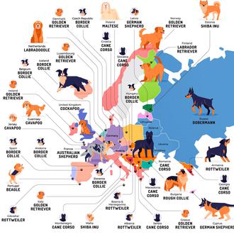 Las razas de perro más populares a partir de las …