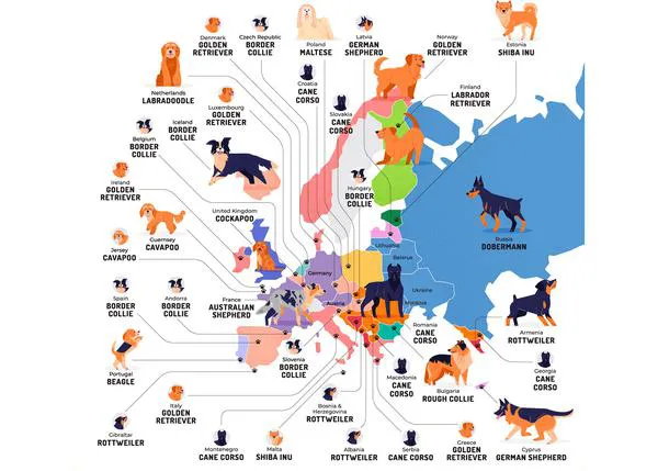 Las razas de perro más populares a partir de las búsquedas en Google y las vistas en TikTok (y los ingresos millonarios que algunos generan)