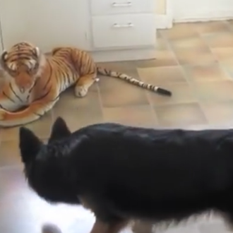 Un pastor alemán desconcertado ante un gran, gran tigre... de …