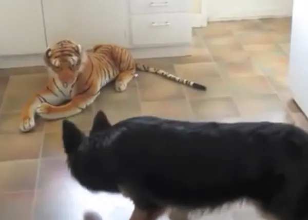 Un pastor alemán desconcertado ante un gran, gran tigre... de peluche 