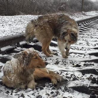 Un perro se queda dos días junto a su compañera …