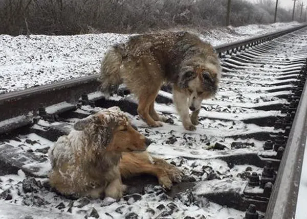 Un perro se queda dos días junto a su compañera herida hasta que son rescatados