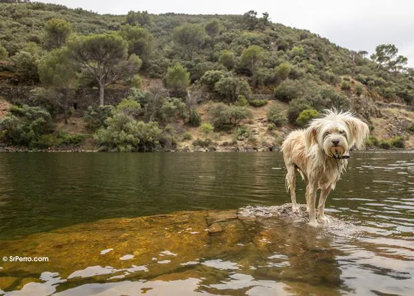 ¿Necesitas escapar de la mascletà de Madrid junto a tu perro para evitar que lo pase fatal? 7 rutas recomendables, también sin coche