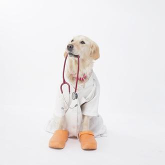 Zoonosis, cuidados y protocolos veterinarios en los Perros de Intervención …