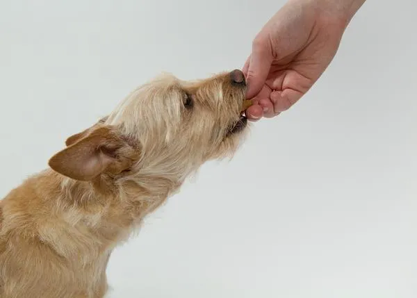 Los piensos con legumbres y patatas podrían causar una enfermedad cardíaca en los perros