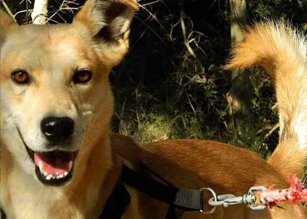 Comienzos felices en Barcelona: tras 5 años en la protectora, dos perros dejan la Lliga y encuentran familia