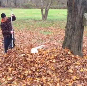 El otoño... esa estación que crea juguetes perrunos por doquier