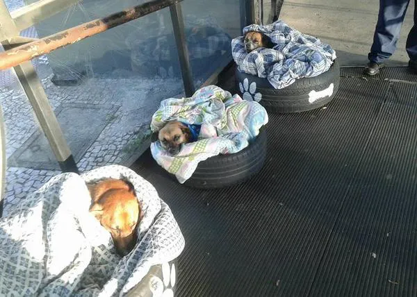 Tres perros de la calle duermen calentitos gracias a voluntarios y empleados de una estación de autobús