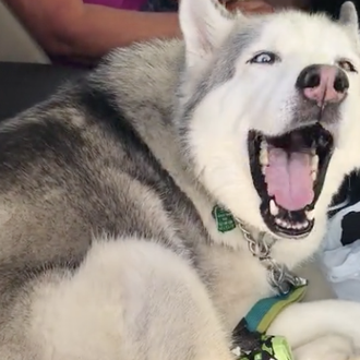 Rabietas perrunas elevadas al cubo: cuando un Husky no quiere …