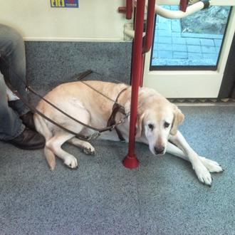 El bulo de los perros guía y los musulmanes en …