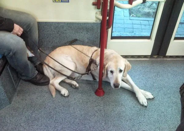 El bulo de los perros guía y los musulmanes en Lleida