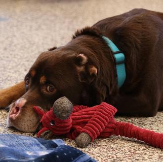 Un perro severamente maltratado y mutilado comienza una nueva vida