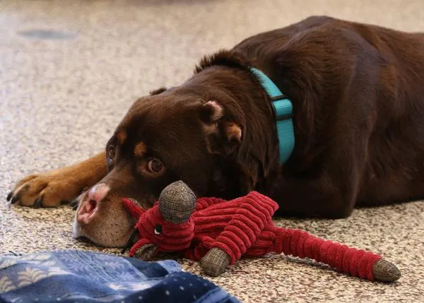Un perro severamente maltratado y mutilado comienza una nueva vida