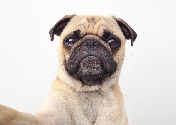 conjunción cavar suelo Selfies" caninos, el arte del autorretrato perruno también arrasa