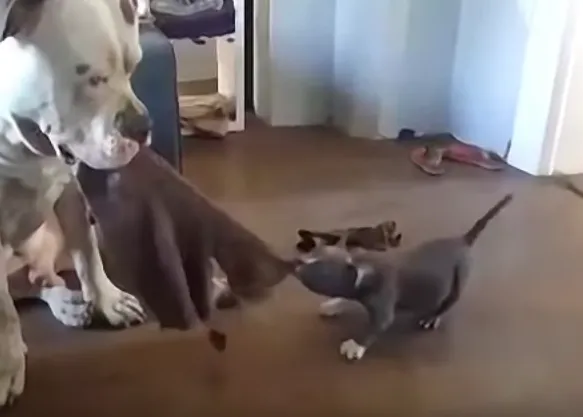 Ellos también saben lo que es el humor de lunes: vídeos simpáticos de perros teniendo un 