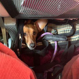 Una pesadilla perruna al viajar del Reino Unido a España …