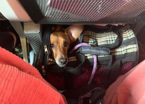 Una pesadilla perruna al viajar del Reino Unido a España, cortesía de Gatwick e Iberia