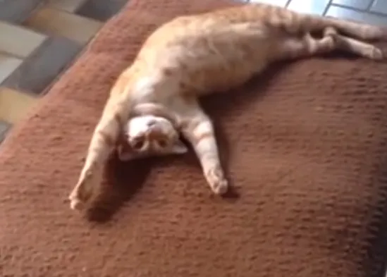 La batalla por la cama entre perros y gatos... ganan los gatos