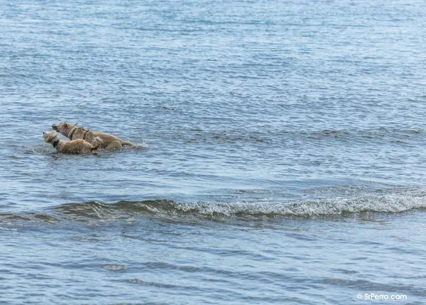 Nueva playa canina para el verano 2024 en Cuevas de Almanzora, Almería