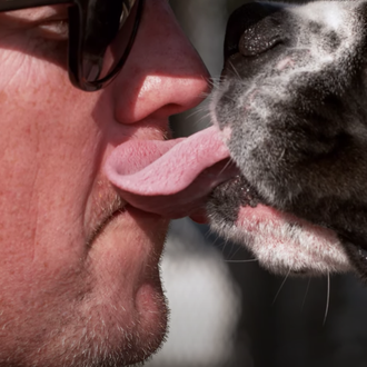 Perros expertos en el 