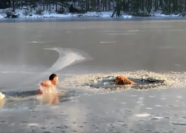 Los héroes inesperados: un hombre y su perra se lanzan a un lago helado para rescatar a otros dos perros
