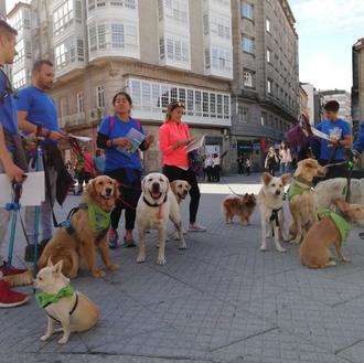 Siete canes en adopción han hecho el Camino de Santiago …
