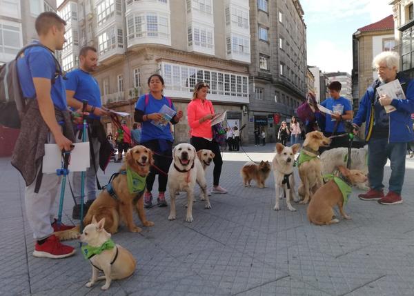 Siete canes en adopción han hecho el Camino de Santiago con PontePatas: Perregrinos en busca de un buen hogar